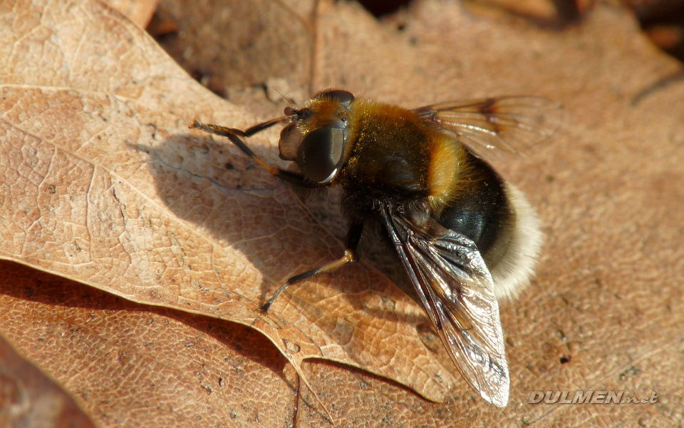 Bumblebee Hoverfly (Female, Eristalis intricaria)